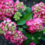 Endless Summer Crush Hydrangea flower clusters