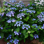 Full mature Twist and Shout Hydrangea Shrub with Blue Blossoms