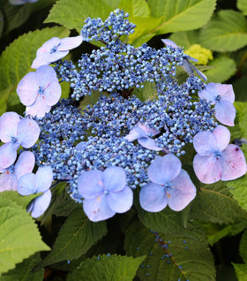 Twist-n-Shout® Reblooming Hydrangea