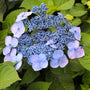 unique lace cap blue hydrangea