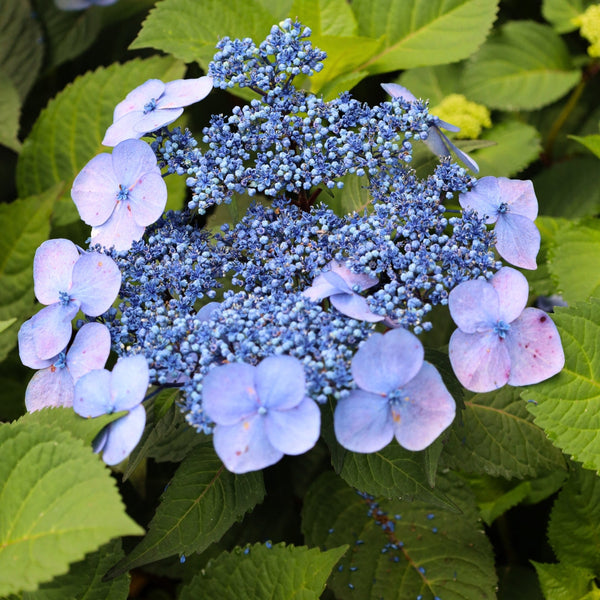 その他 hydrangea0223 Endless Summer Twist-N-Shout Hydrangea | Garden Goods Direct