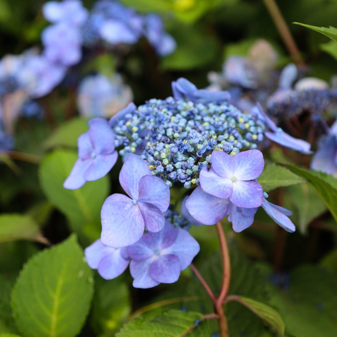 Endless Summer® Twist-n-Shout® Hydrangea for Sale | Reblooming