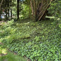 English Ivy groundcover with glossy evergreen Hedera helix foliage spreading across a shaded landscape bed