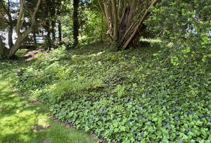 English Ivy groundcover with glossy evergreen Hedera helix foliage spreading across a shaded landscape bed