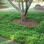 English Ivy planted as an evergreen groundcover beneath shrubs in a shaded garden bed