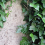 English Ivy is a creeping vine that can grow up stone walls