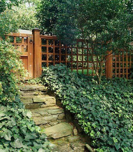 English Ivy