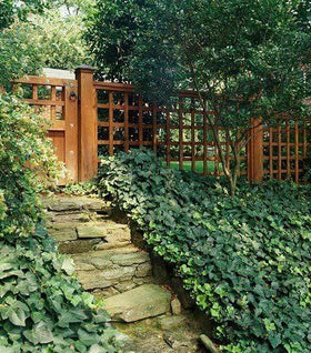 English Ivy