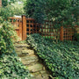 English Ivy creates a dense groundcover in a beautiful rustic garden setting