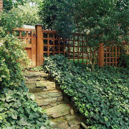 English Ivy creates a dense groundcover in a beautiful rustic garden setting