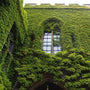 Invasive English Ivy creates a dense cover on the exterior of a medieval stone building