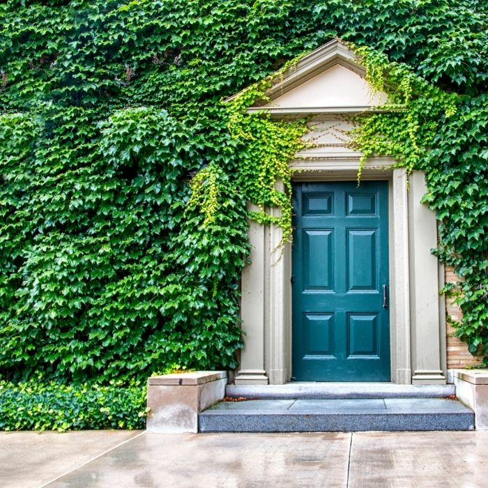 herbicide english ivy Buy English Ivy Plants Online