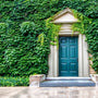 English Ivy is an invasive vine that will quickly cover the facades of entire buildings
