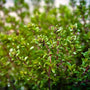 English thyme Red Stems