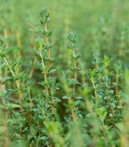 English Thyme