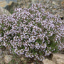 English Thyme in the Rock Garden