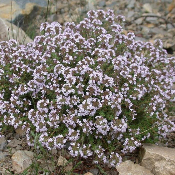 English Thyme in the Rock Garden