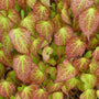 Epimedium rubrum shade perennial with bronze-red new growth and spring blooms