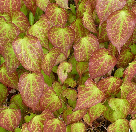 Epimedium rubrum shade perennial with bronze-red new growth and spring blooms