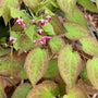 Epimedium rubrum with red spring flowers for deer resistant shade groundcover