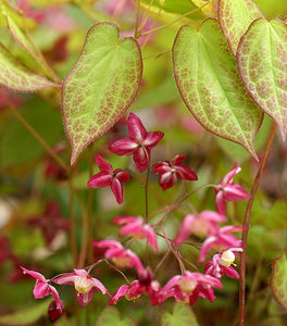 Epimedium rubrum