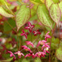 Epimedium rubrum blooming with red flowers above bronze spring foliage