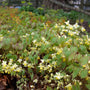 Yellow barrenwort planted beneath trees in a dry shade garden