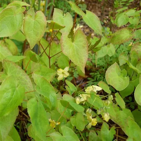 Epimedium × versicolor Sulphureum used as a deer resistant woodland groundcover