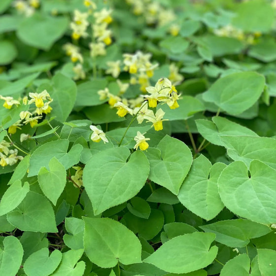 Epimedium Sulphureum with yellow spring flowers for deer resistant shade groundcover