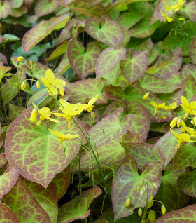 Epimedium Sulphureum