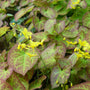 Epimedium Sulphureum shade perennial with red-mottled spring foliage