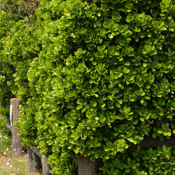 mature euonymus greenspire hedge