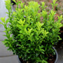 bright evergreen foliage on Euonymus Greenspire Shrubs perfect for shrub borders