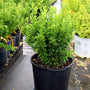 3 gallon euonymus green spire 