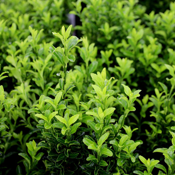 close up of bright green landscape plant