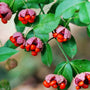 Euonymus Hearts-a-Bustin with bright red capsules opening to reveal orange seeds