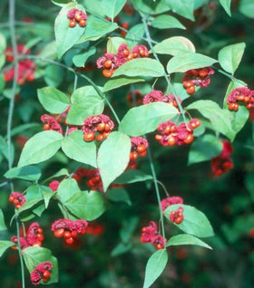 Euonymus Hearts-a-Bustin