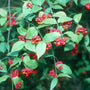 Red fall capsules and orange seeds on Euonymus Hearts-a-Bustin