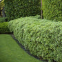 Euonymus Manhattan planted as an evergreen privacy hedge living fence
