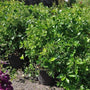 Euonymus Manhattan in 5 gallon container