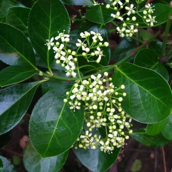 dark green shiny leaves and white flowers of the Euonymus Manhattan Shrub