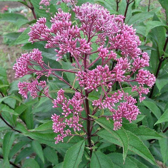 closer look at the flowers of the Joe Pye Weed