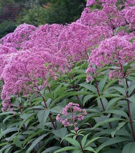 Joe Pye Weed
