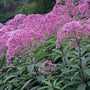 eupatorium gateway pink flowers attract pollinators