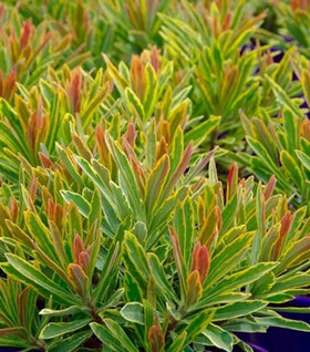 Ascot Rainbow Euphorbia