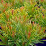 Colorful Ascot Rainbow Euphorbia