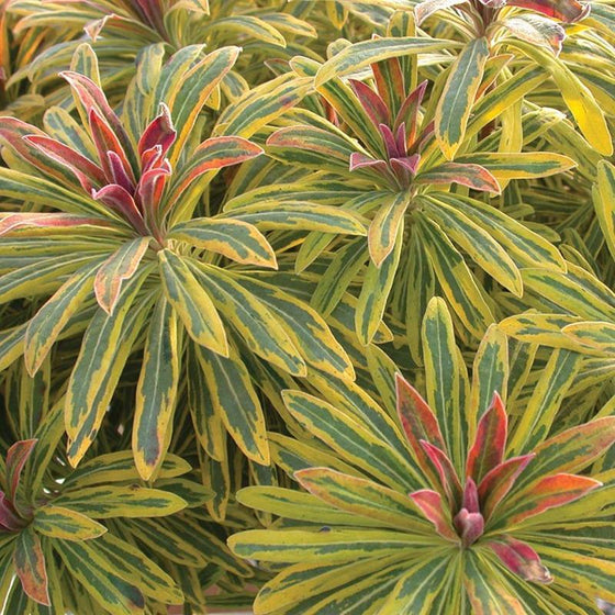 Ascot Rainbow Spurge Close Up