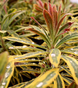 Euphorbia Ascot Rainbow