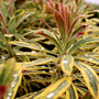Euphorbia Ascot Rainbow is a stunning garden shrub to bring year round color