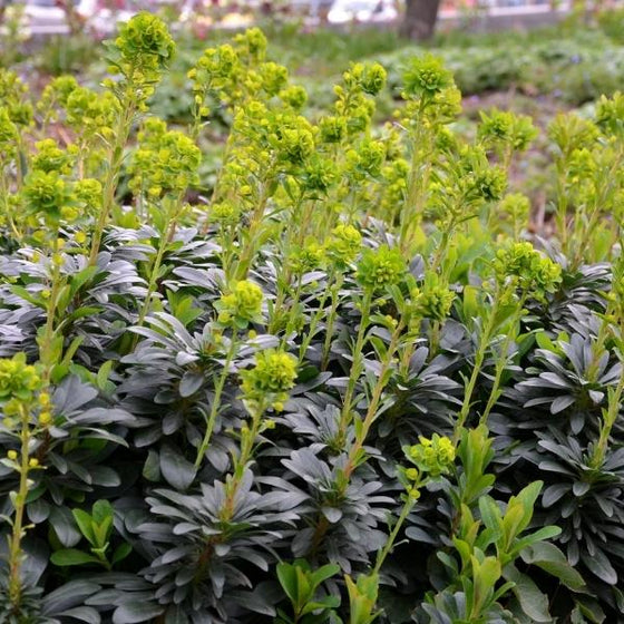 Euphorbia Amygdaloides with dark green foliage